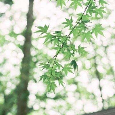 我是包租婆游戏下载