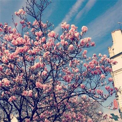 星球太空乐园手游下载